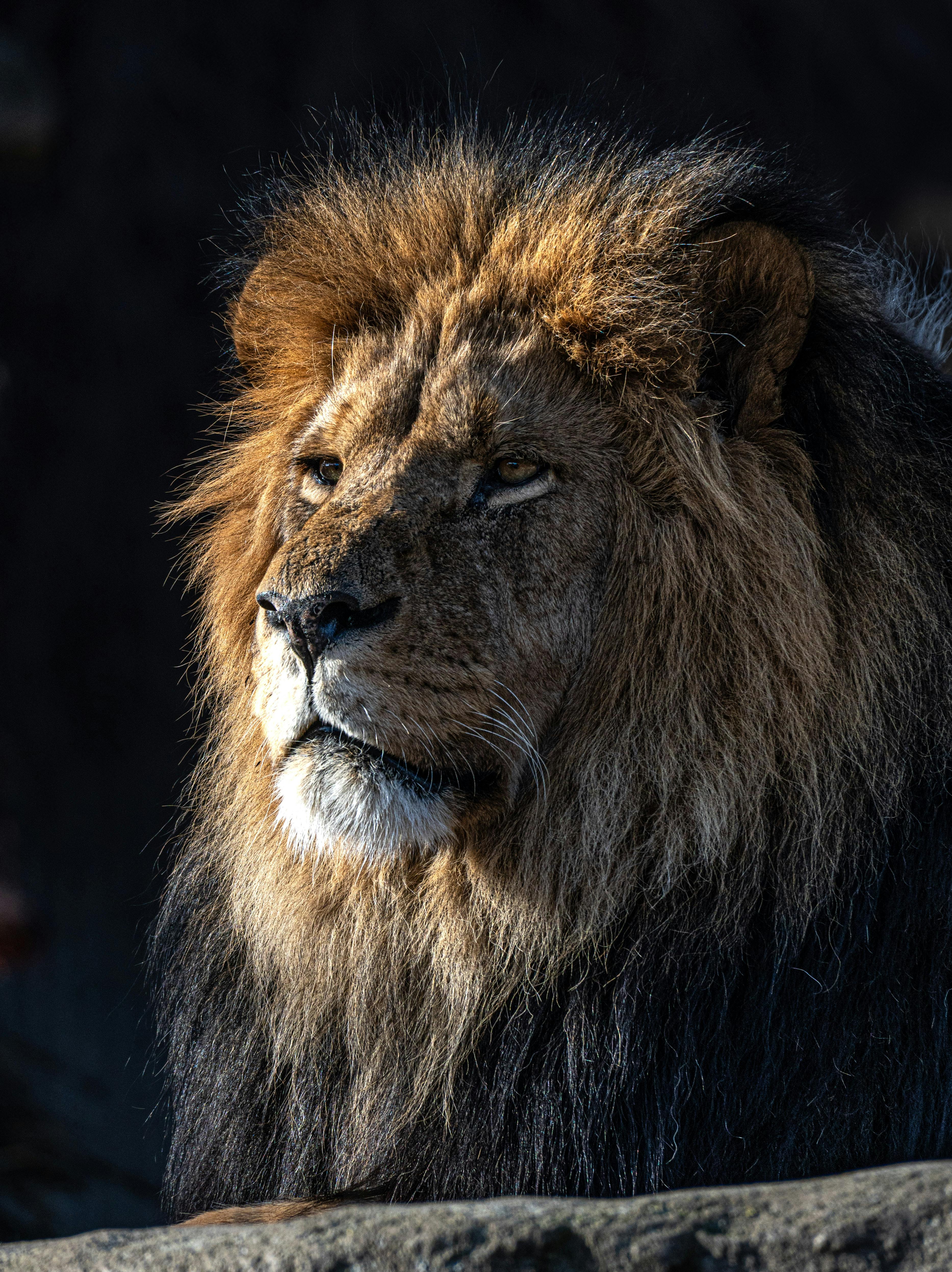 Lion of Judah artwork